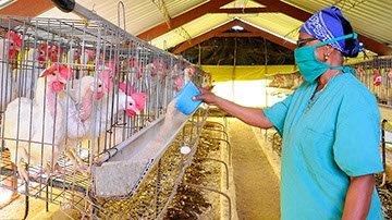 Trabajadora suministrando alimento a gallinas